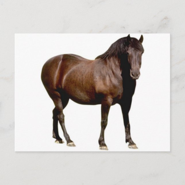 Carte Postale équitation équitation équistrian équitation (Devant)