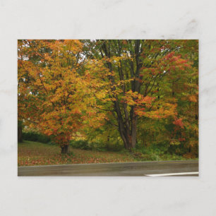 Carte Postale érable