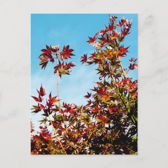 Carte Postale Érable (Devant)