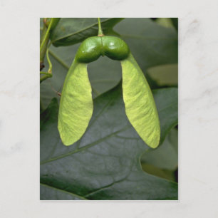 Carte Postale Érable à sucre (acer saccharum)