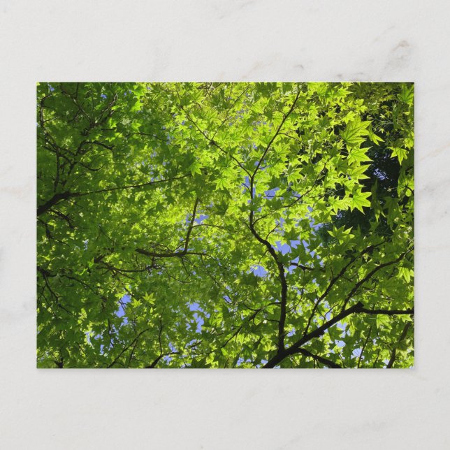 Carte Postale Érable au printemps (Devant)