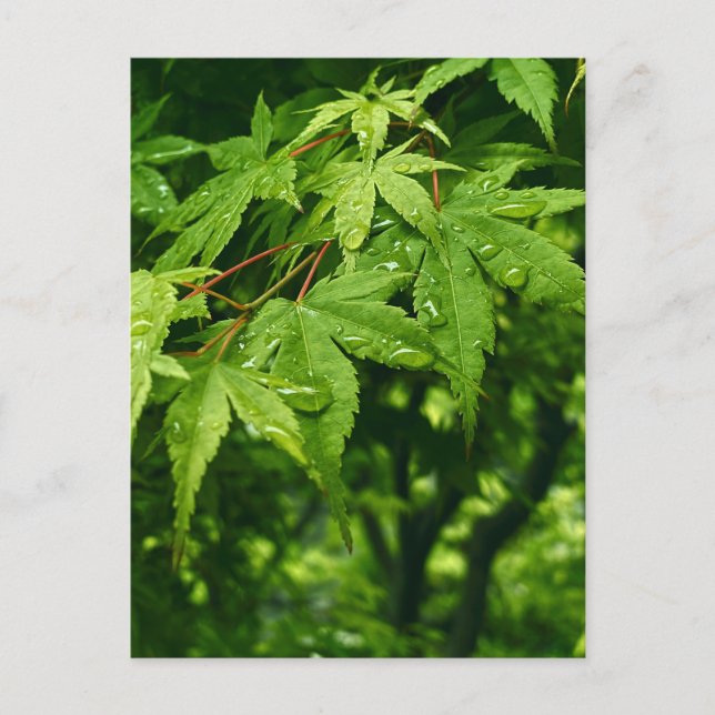 Carte Postale Érable au printemps (Devant)