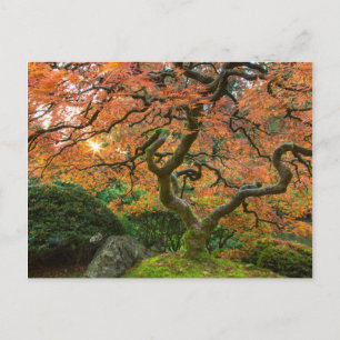 Carte Postale Érable aux jardins japonais en automne