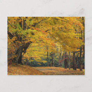Carte Postale Érable d'automne surplombant une allée de campagne