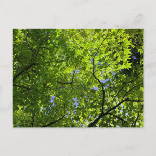 Carte Postale Érable en été