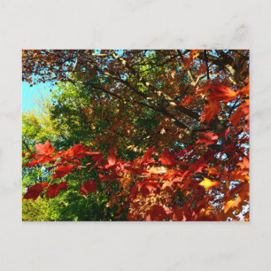 Carte Postale Érable japonais, arbre d'automne feuilles