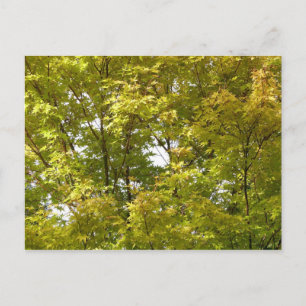 Carte Postale Érable japonais en automne