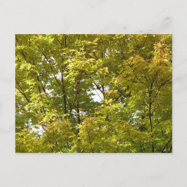 Carte Postale Érable japonais en automne (Devant)
