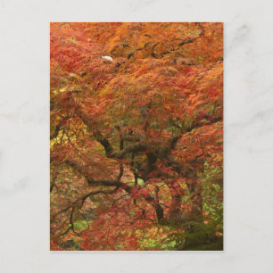 Carte Postale Érable japonais en couleur automne