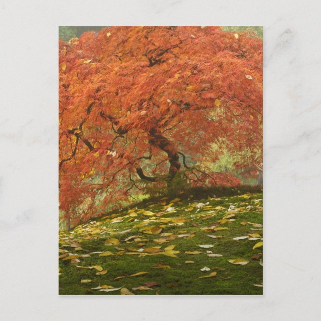 Carte Postale Érable japonais en couleur d'automne (Devant)