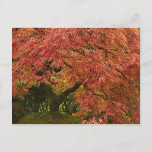Carte Postale Érable japonais en couleur d'automne