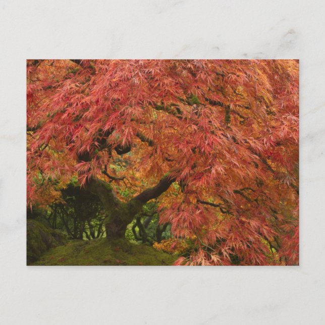 Carte Postale Érable japonais en couleur d'automne (Devant)