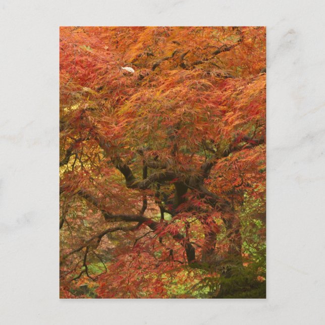 Carte Postale Érable japonais en couleur d'automne (Devant)
