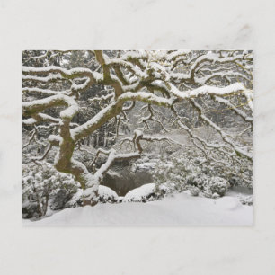 Carte Postale Érable japonais enneigé
