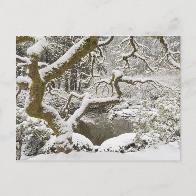 Carte Postale Érable japonais enneigé (Devant)