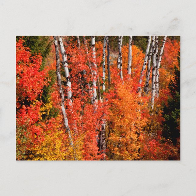 Carte Postale Érable Rouge (Acer Rubra) Et Trembles (Devant)