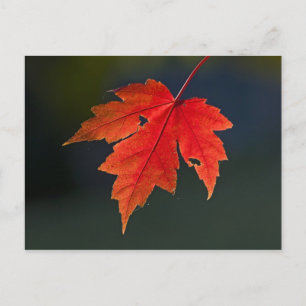 Carte Postale Érable rouge (Acer rubrum) feuille rouge en automn
