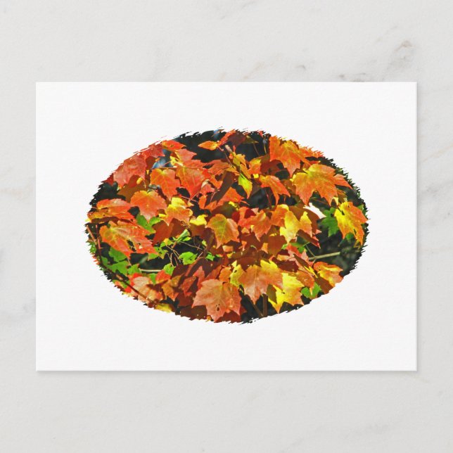Carte Postale Érable rouge (automne) (Devant)