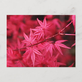 Carte Postale Érable rouge japonais