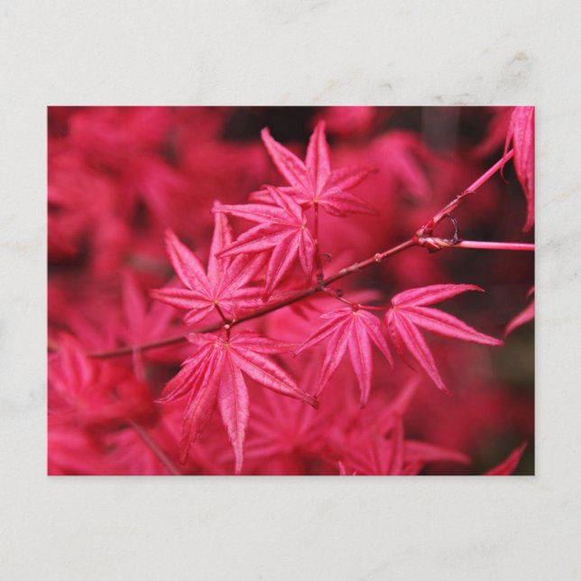 Carte Postale Érable rouge japonais (Devant)