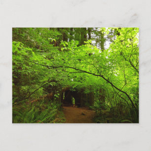 Carte Postale Érables dans la forêt de séquoias