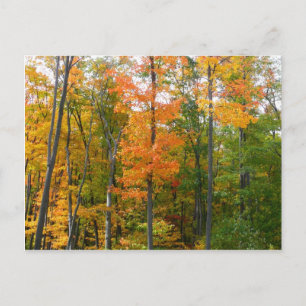 Carte Postale Érables en automne Photographie de la nature