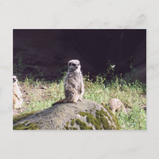 Carte Postale erdmann