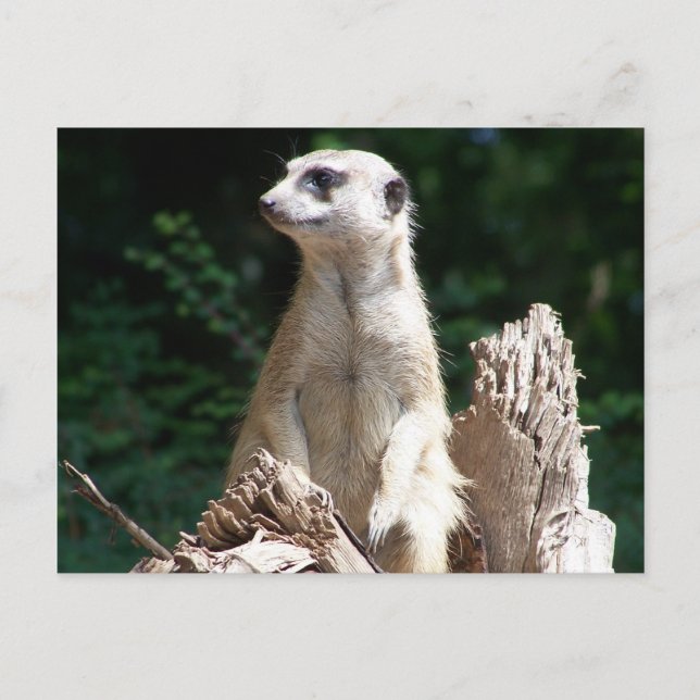 Carte Postale Erdmännchen (Devant)