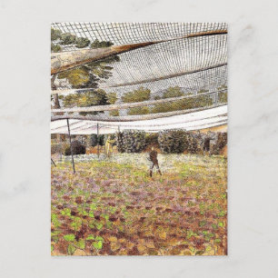 Carte Postale Eric Ravilit, Strawberry Nets,