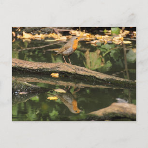Carte Postale Erithacus rubecula