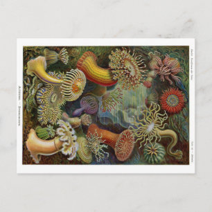 Carte Postale Ernst Haeckel