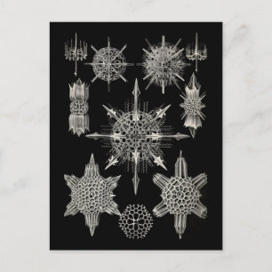 Carte Postale Ernst Haeckel   Acanthophracta
