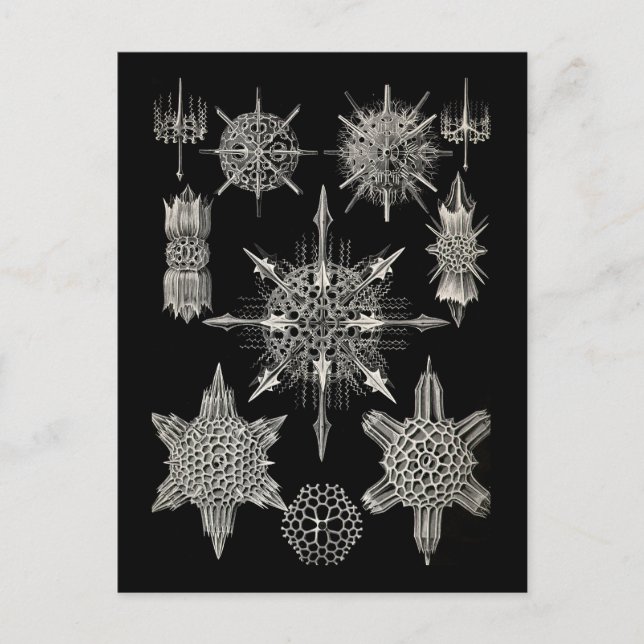 Carte Postale Ernst Haeckel | Acanthophracta (Devant)