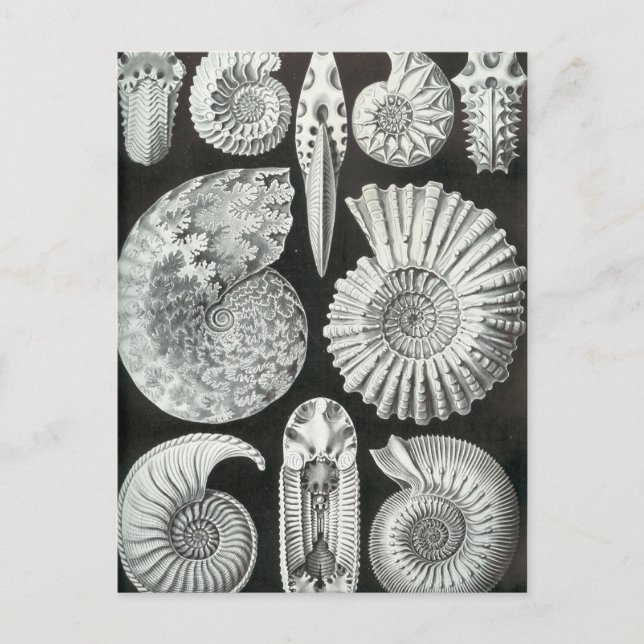 Carte Postale Ernst Haeckel - Ammonitida (Devant)