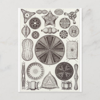 Carte postale Ernst Haeckel Art : Diatomea