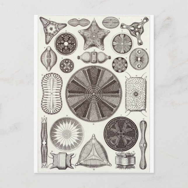 Carte postale Ernst Haeckel Art : Diatomea (Devant)