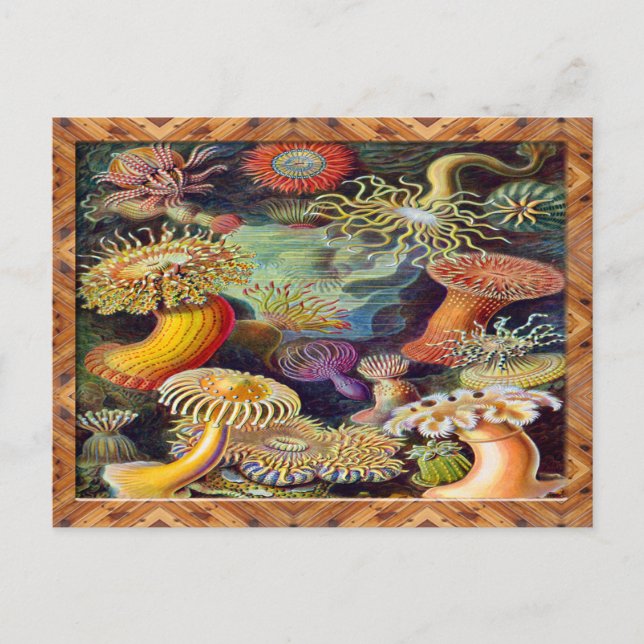 Carte Postale Ernst Haeckel Art Imprimer : Actiniae (Devant)
