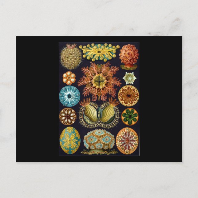 Carte Postale Ernst Haeckel Ascidiae (Devant)