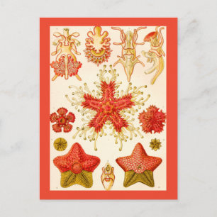 Carte Postale Ernst Haeckel Asteridea