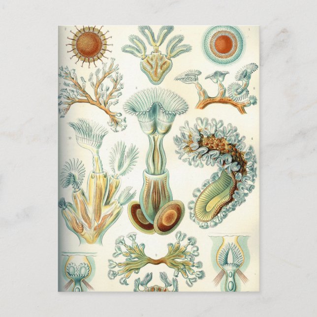 Carte Postale Ernst Haeckel Bryozoa invertébrés (Devant)