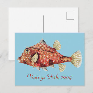 Carte Postale Ernst Haeckel Coffre Nautique Rouge Faune Marine