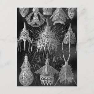 Carte Postale Ernst Haeckel Cyrtoidea
