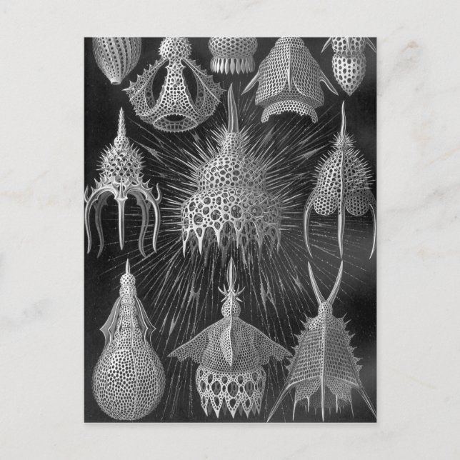 Carte Postale Ernst Haeckel Cyrtoidea (Devant)