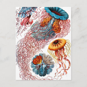 Carte Postale Ernst Haeckel Discomedusae Jellyfish