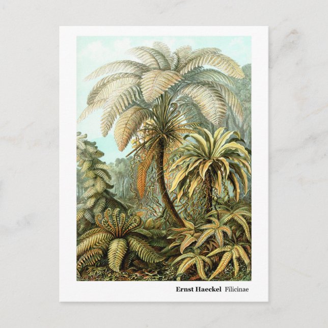 Carte Postale Ernst Haeckel Filicinae (Devant)