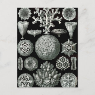 Carte Postale Ernst Haeckel Hexacorallia Coral