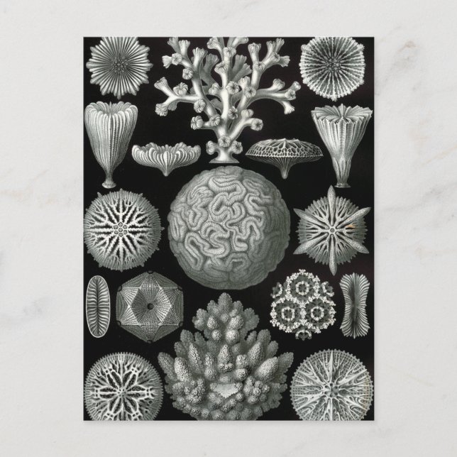 Carte Postale Ernst Haeckel Hexacorallia Coral (Devant)