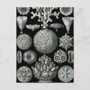 Carte Postale Ernst Haeckel Hexacorallia Coral