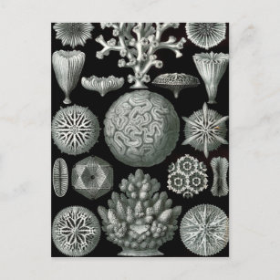 Carte Postale Ernst Haeckel Hexacorallia Coral
