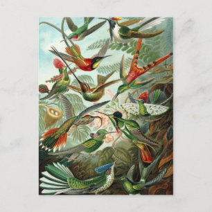 Carte Postale Ernst Haeckel Hummingbirds - Art Formes de la natu